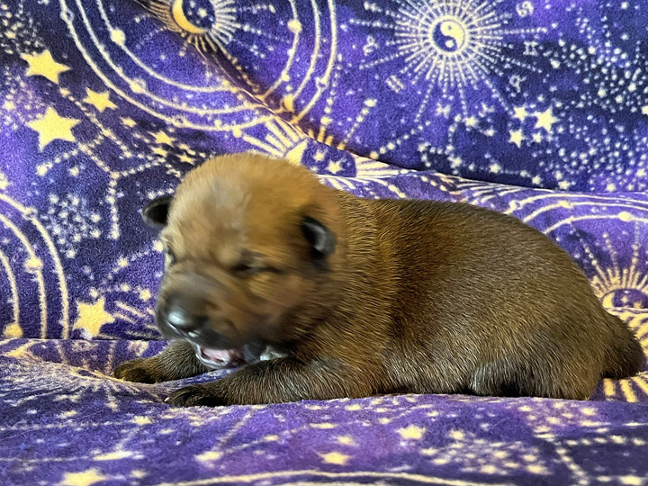 chinook puppy